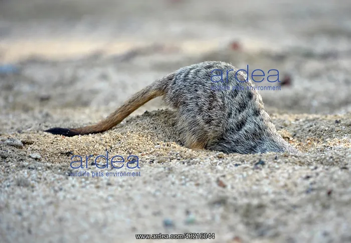 : Meerkat (Suricata suricatta), digging young, native : Meerkat (Suricata suricatta), digging young, native