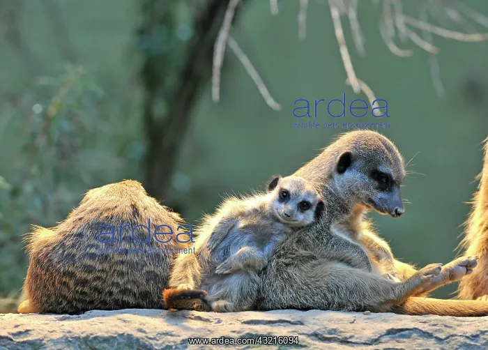 : Meerkat (Suricata Suricatta), family, young animal : Meerkat (Suricata Suricatta), family, young animal