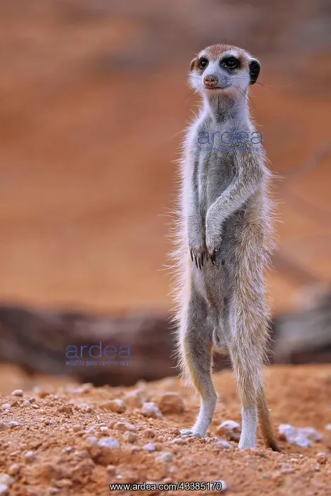 : Meerkat (Suricata suricatta), Kgalagadi Transfrontier : Meerkat (Suricata suricatta), Kgalagadi Transfrontier
