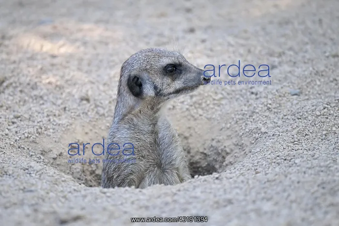 : Meerkat (Suricata suricatta) looks out of cave : Meerkat (Suricata suricatta) looks out of cave