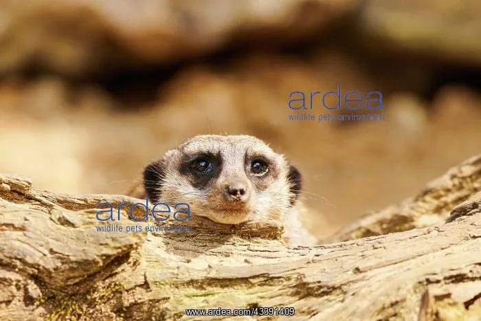 : Meerkat (Suricata suricatta) lying its head on a : Meerkat (Suricata suricatta) lying its head on a