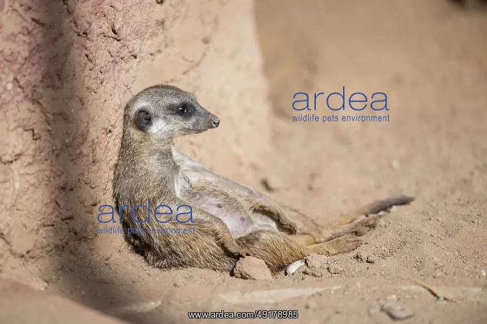 : Meerkat (Suricata suricatta) lying in the sand : Meerkat (Suricata suricatta) lying in the sand