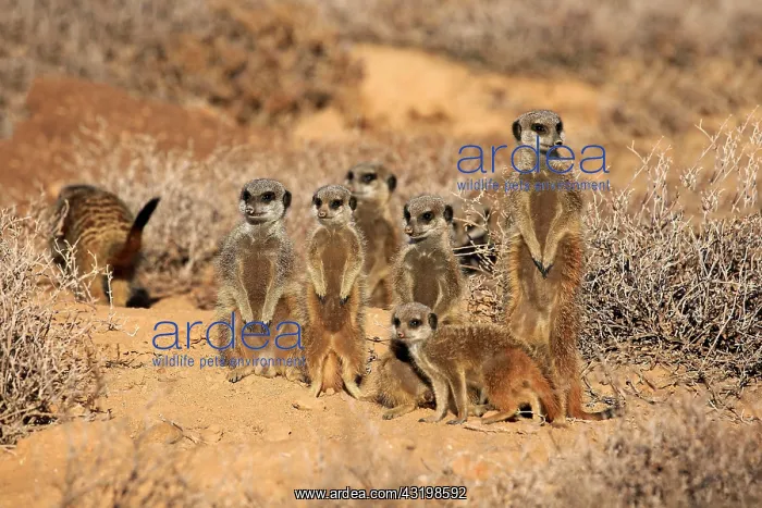 : Meerkat (Suricata suricatta), Meerkat, adult, young : Meerkat (Suricata suricatta), Meerkat, adult, young