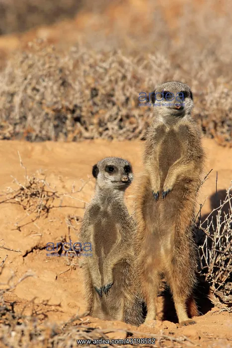 : Meerkat (Suricata suricatta), Meerkat, adult, two : Meerkat (Suricata suricatta), Meerkat, adult, two