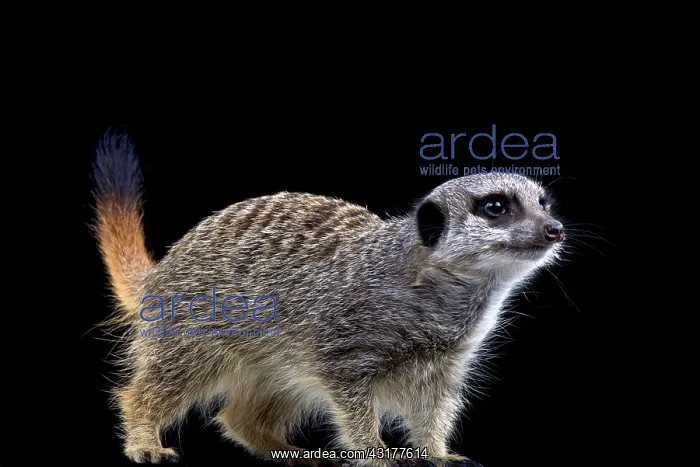 : Meerkat (Suricata suricatta), Namibia : Meerkat (Suricata suricatta), Namibia