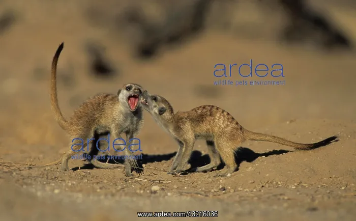 : Meerkat (Suricata suricatta), play fighting, Kgalagadi : Meerkat (Suricata suricatta), play fighting, Kgalagadi