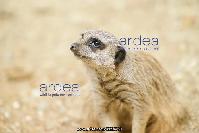 : Meerkat (Suricata suricatta), portrait, captive : Meerkat (Suricata suricatta), portrait, captive