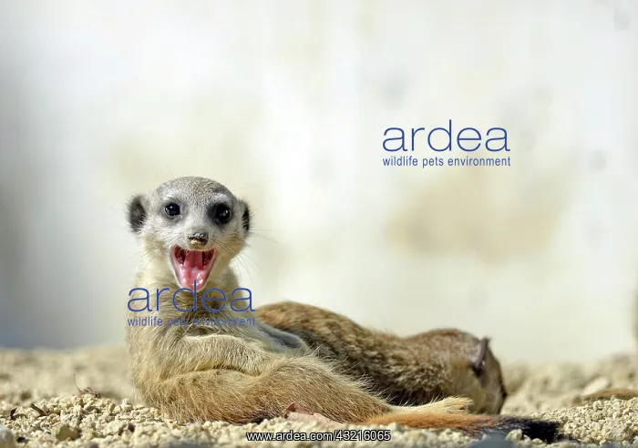  : Meerkat (Suricata suricatta), pup, yawning, native