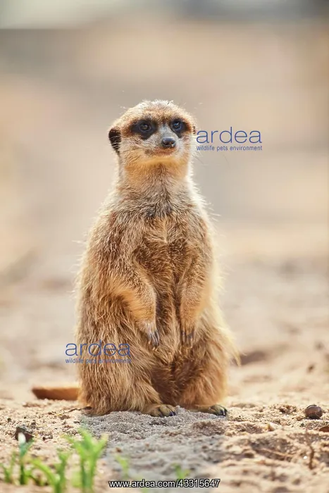 : Meerkat (Suricata suricatta) sitting on the ground : Meerkat (Suricata suricatta) sitting on the ground