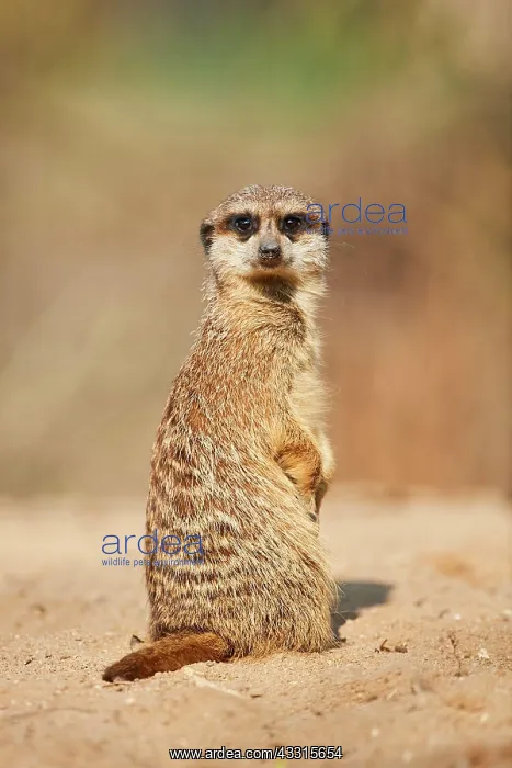 : Meerkat (Suricata suricatta) sitting on the ground : Meerkat (Suricata suricatta) sitting on the ground