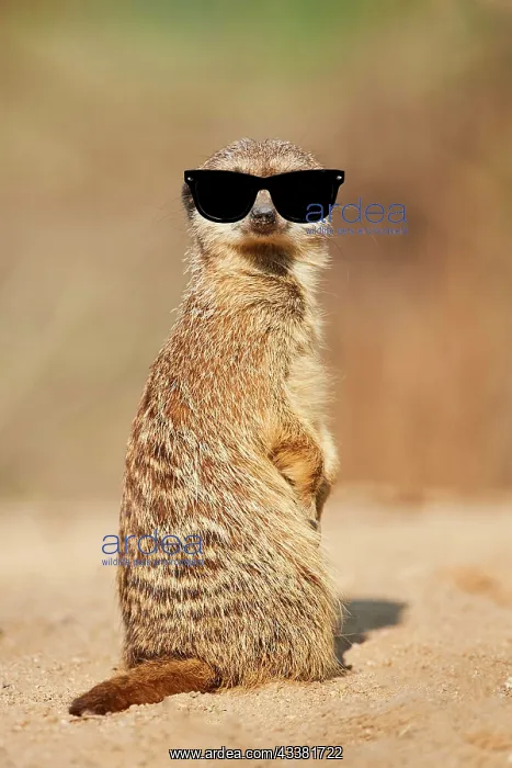 : Meerkat (Suricata suricatta) sitting on the ground : Meerkat (Suricata suricatta) sitting on the ground