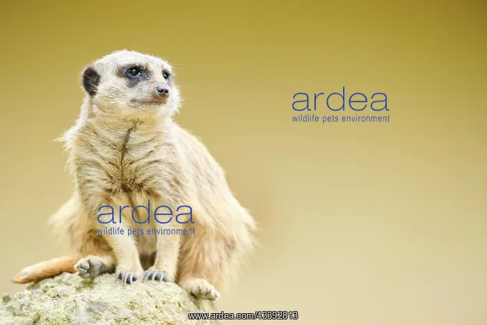 : Meerkat (Suricata suricatta) sitting on a rock : Meerkat (Suricata suricatta) sitting on a rock