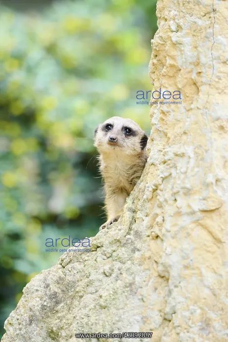 : Meerkat (Suricata suricatta) sitting on a rock : Meerkat (Suricata suricatta) sitting on a rock