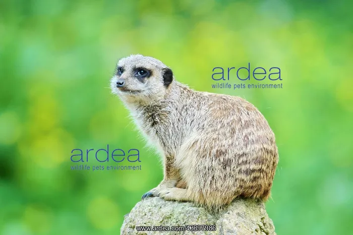 : Meerkat (Suricata suricatta) sitting on a rock : Meerkat (Suricata suricatta) sitting on a rock