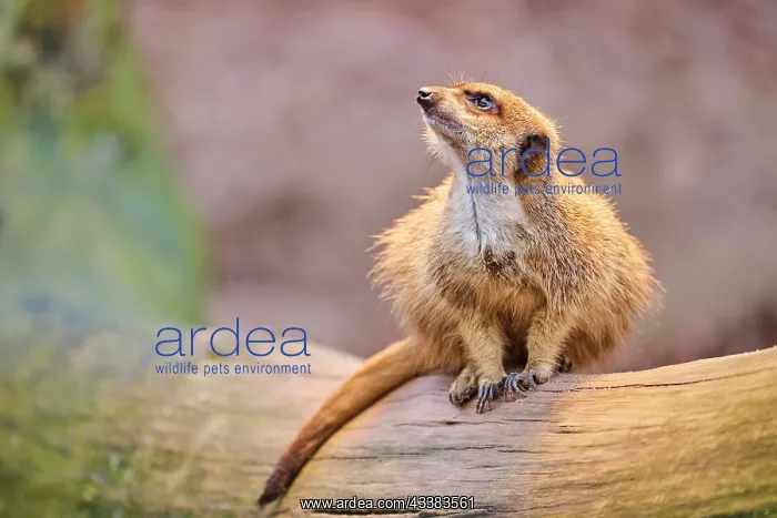 : Meerkat (Suricata suricatta) sitting on a tree trunk : Meerkat (Suricata suricatta) sitting on a tree trunk