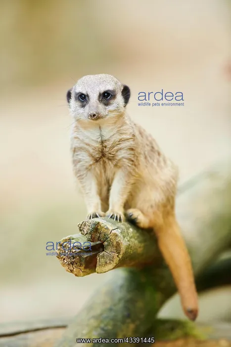 : Meerkat (Suricata suricatta) sitting on a tree trunk : Meerkat (Suricata suricatta) sitting on a tree trunk