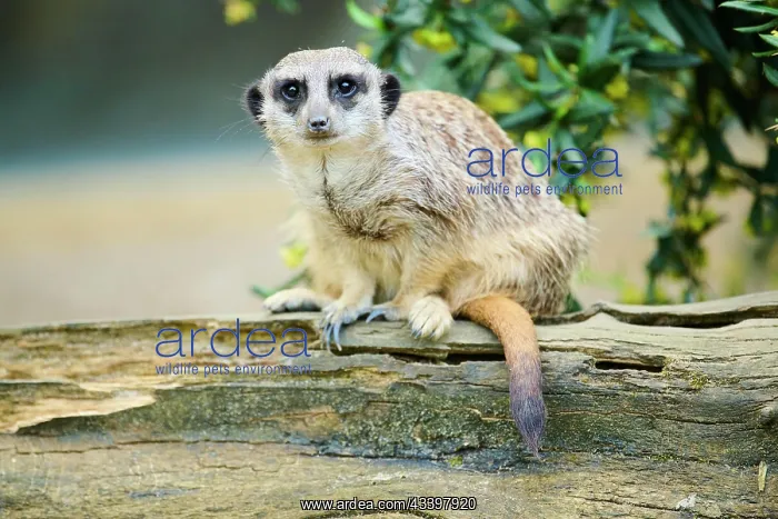 : Meerkat (Suricata suricatta) sitting on a tree trunk : Meerkat (Suricata suricatta) sitting on a tree trunk
