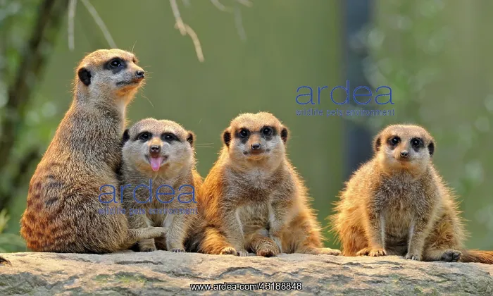 : Meerkat (Suricata suricatta), with young : Meerkat (Suricata suricatta), with young