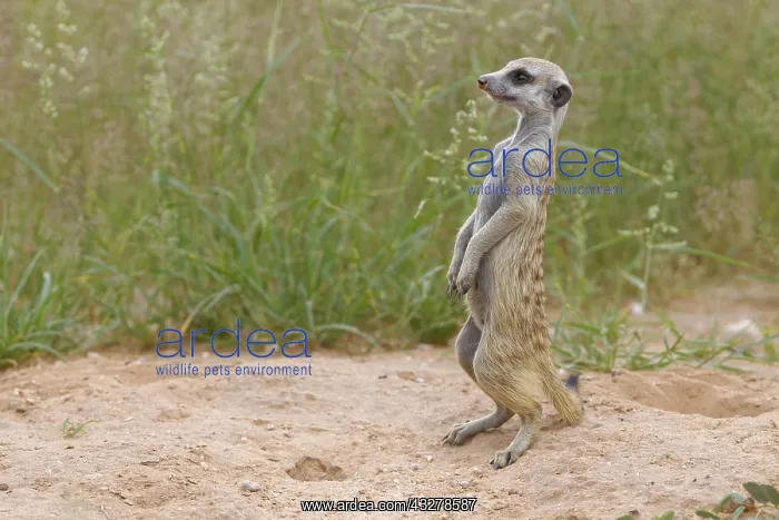 : Meerkat (Suricata suricatta), young male at burrow : Meerkat (Suricata suricatta), young male at burrow
