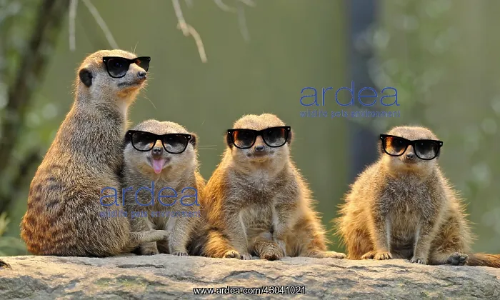 : Meerkat (Suricata suricatta), with young wearing sun-glasses : Meerkat (Suricata suricatta), with young wearing sun-glasses
