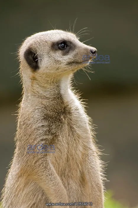 : Meerkat / Suricate : Meerkat / Suricate