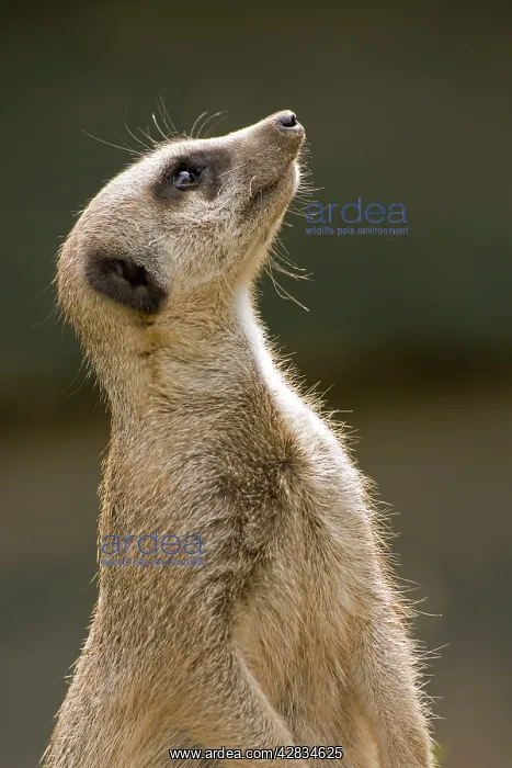 : Meerkat / Suricate : Meerkat / Suricate