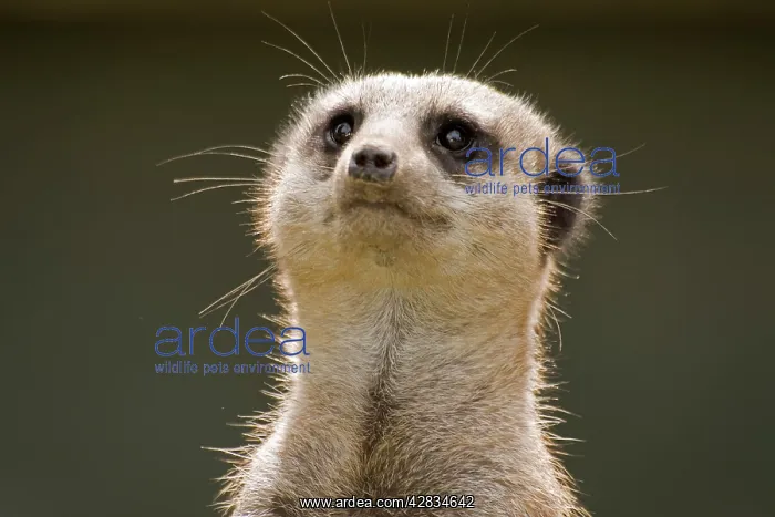 : Meerkat / Suricate : Meerkat / Suricate