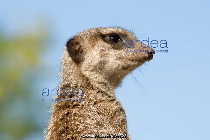 : Meerkat / Suricate : Meerkat / Suricate