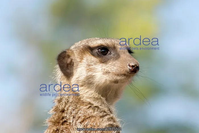: Meerkat / Suricate : Meerkat / Suricate