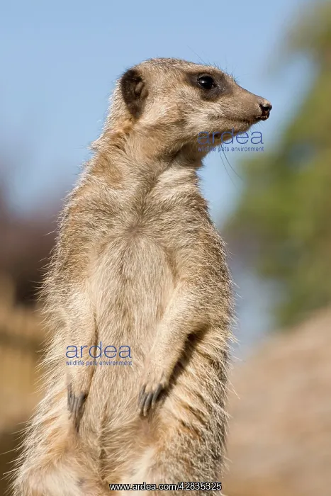 : Meerkat / Suricate : Meerkat / Suricate