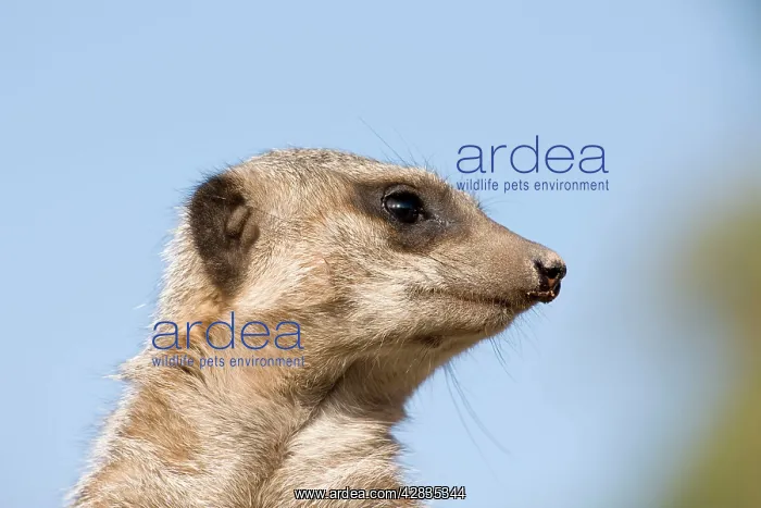 : Meerkat / Suricate : Meerkat / Suricate