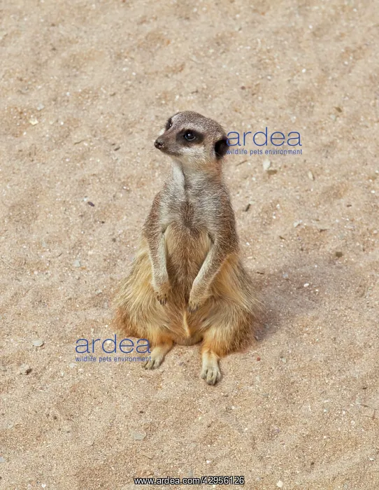 : Meerkat / Suricate : Meerkat / Suricate