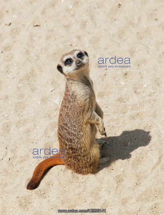 : Meerkat / Suricate : Meerkat / Suricate