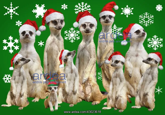 : Meerkat / Suricate : Meerkat / Suricate