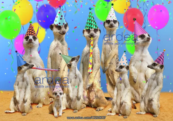 : Meerkat / Suricate : Meerkat / Suricate