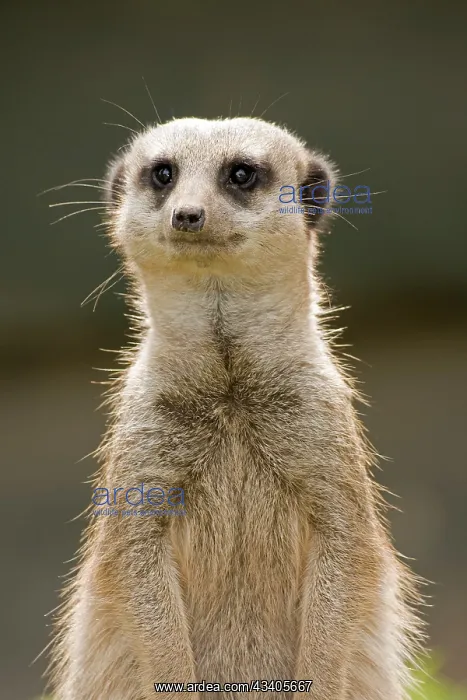 : Meerkat / Suricate : Meerkat / Suricate