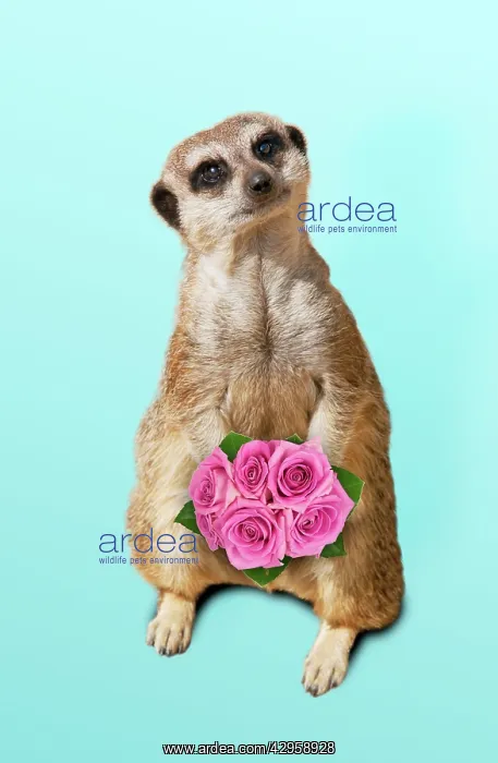  : Meerkat  /  Suricate - holding a bunch of roses