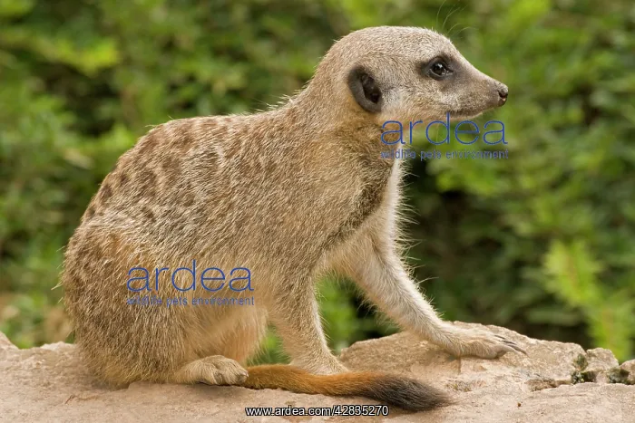 : Meerkat / Suricate - juvenile sitting down : Meerkat / Suricate - juvenile sitting down