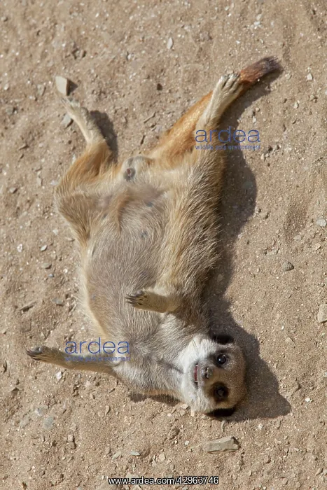 : Meerkat / Suricate - lying on back : Meerkat / Suricate - lying on back