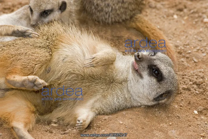 : Meerkat / Suricate - lying down on back with claws : Meerkat / Suricate - lying down on back with claws