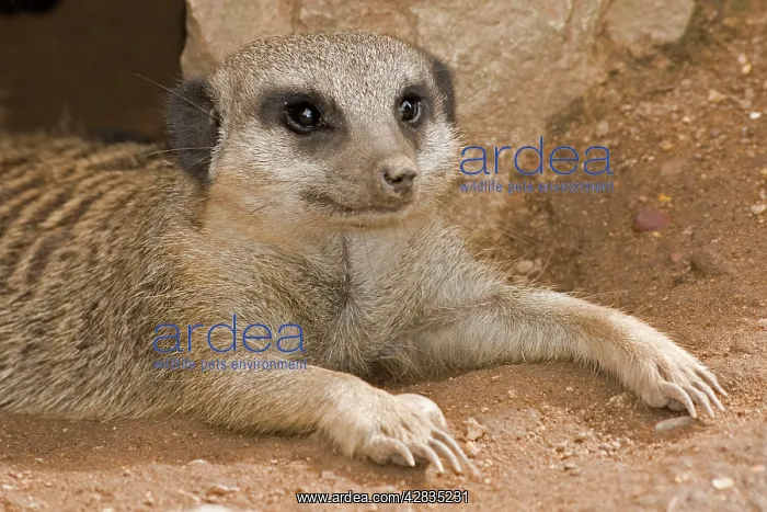 : Meerkat / Suricate - lying down with claws outstretched : Meerkat / Suricate - lying down with claws outstretched