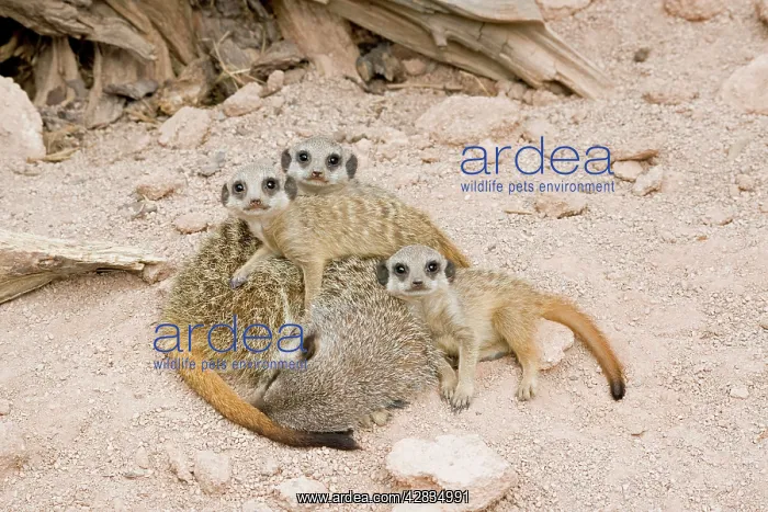 : Meerkat / Suricate - sleeping mother & babies : Meerkat / Suricate - sleeping mother & babies