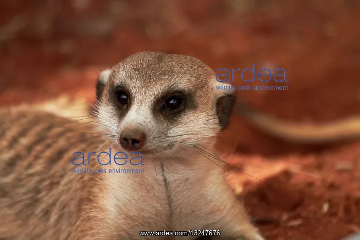 : Meerkat or suricate, (Suricata suricatta) : Meerkat or suricate, (Suricata suricatta)