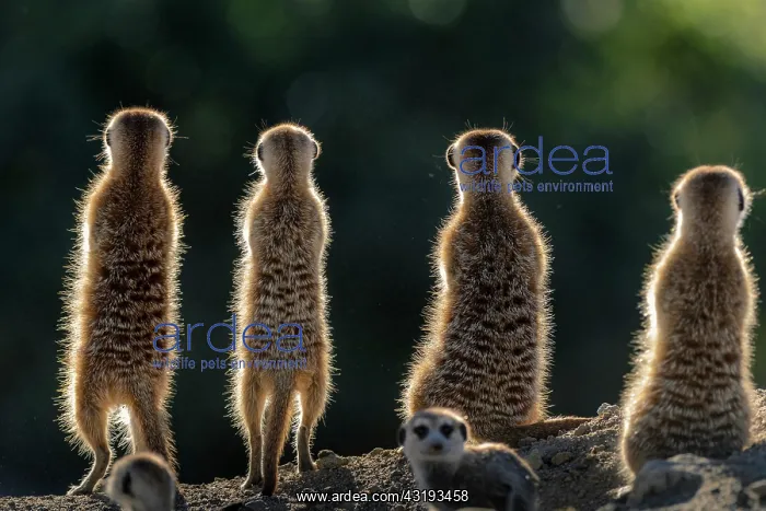 : Meerkat or suricate (Suricata suricatta). Kalahari : Meerkat or suricate (Suricata suricatta). Kalahari