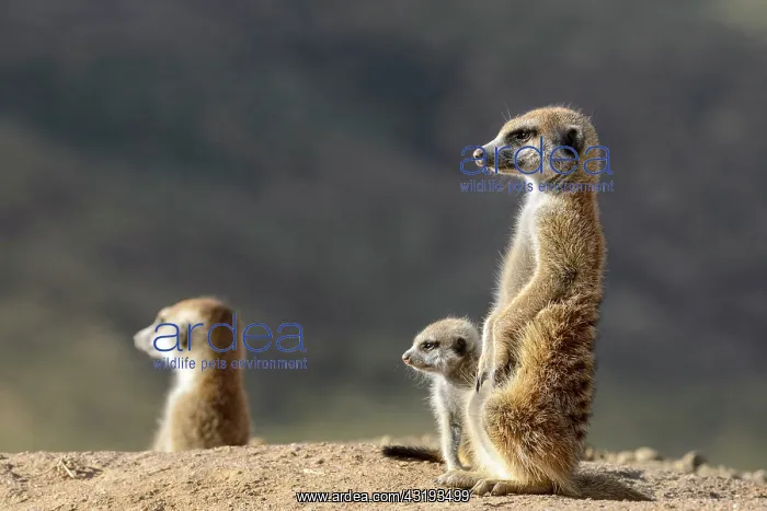 : Meerkat or suricate (Suricata suricatta). Kalahari : Meerkat or suricate (Suricata suricatta). Kalahari