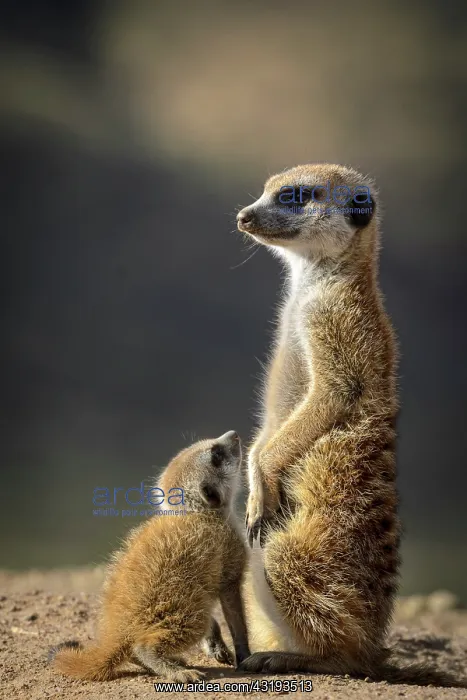 : Meerkat or suricate (Suricata suricatta). Kalahari : Meerkat or suricate (Suricata suricatta). Kalahari
