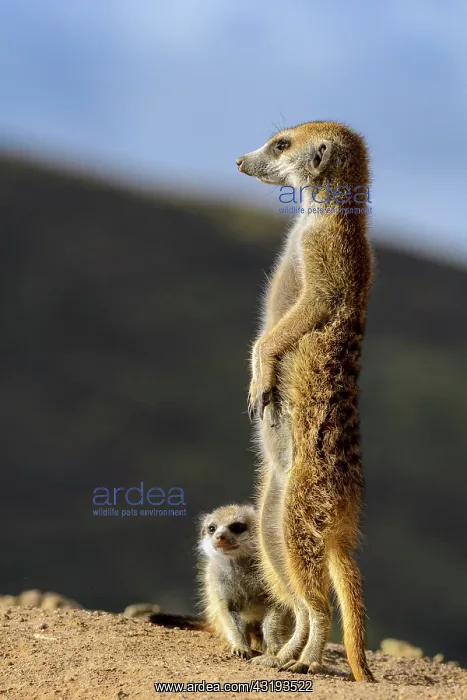 : Meerkat or suricate (Suricata suricatta). Kalahari : Meerkat or suricate (Suricata suricatta). Kalahari