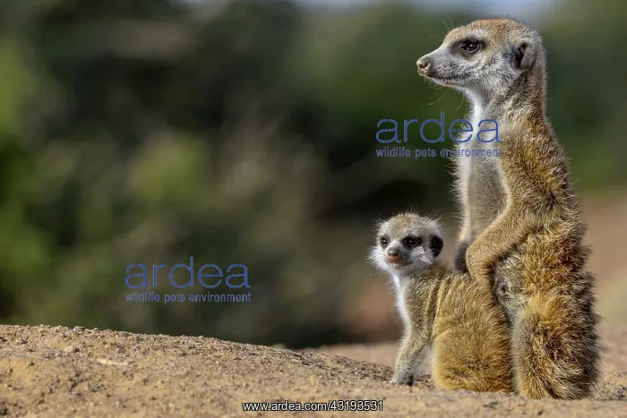 : Meerkat or suricate (Suricata suricatta). Kalahari : Meerkat or suricate (Suricata suricatta). Kalahari