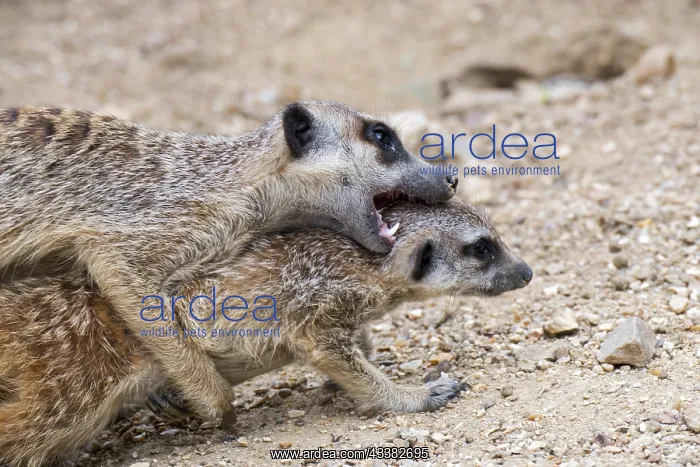 : Meerkat, suricate (Suricata suricatta) male biting : Meerkat, suricate (Suricata suricatta) male biting