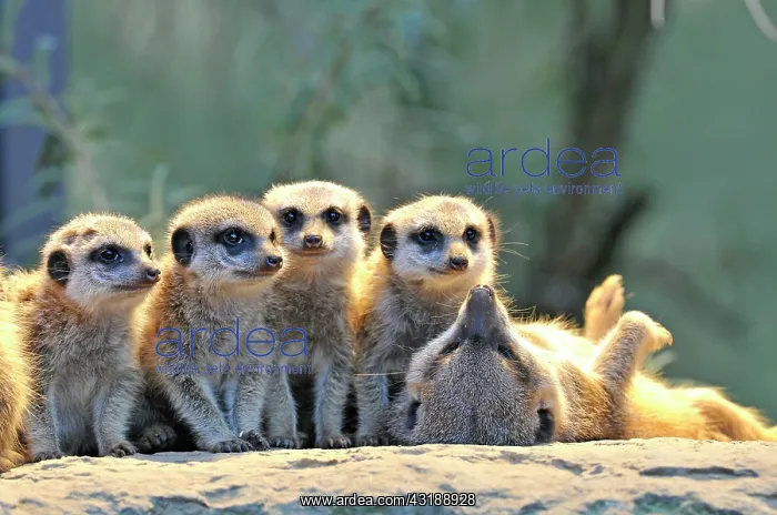 : Meerkat or Suricate (Suricata suricatta), pups : Meerkat or Suricate (Suricata suricatta), pups
